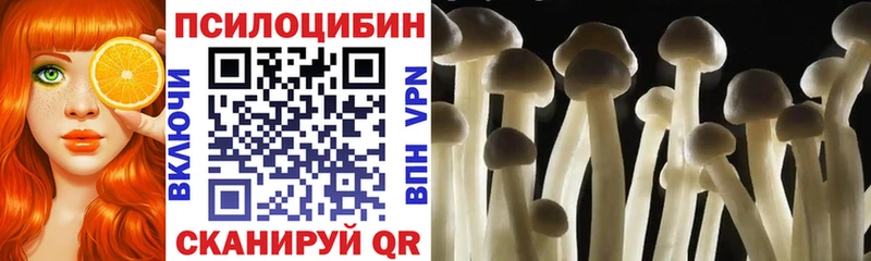 Псилоцибиновые грибы Cubensis Кореновск